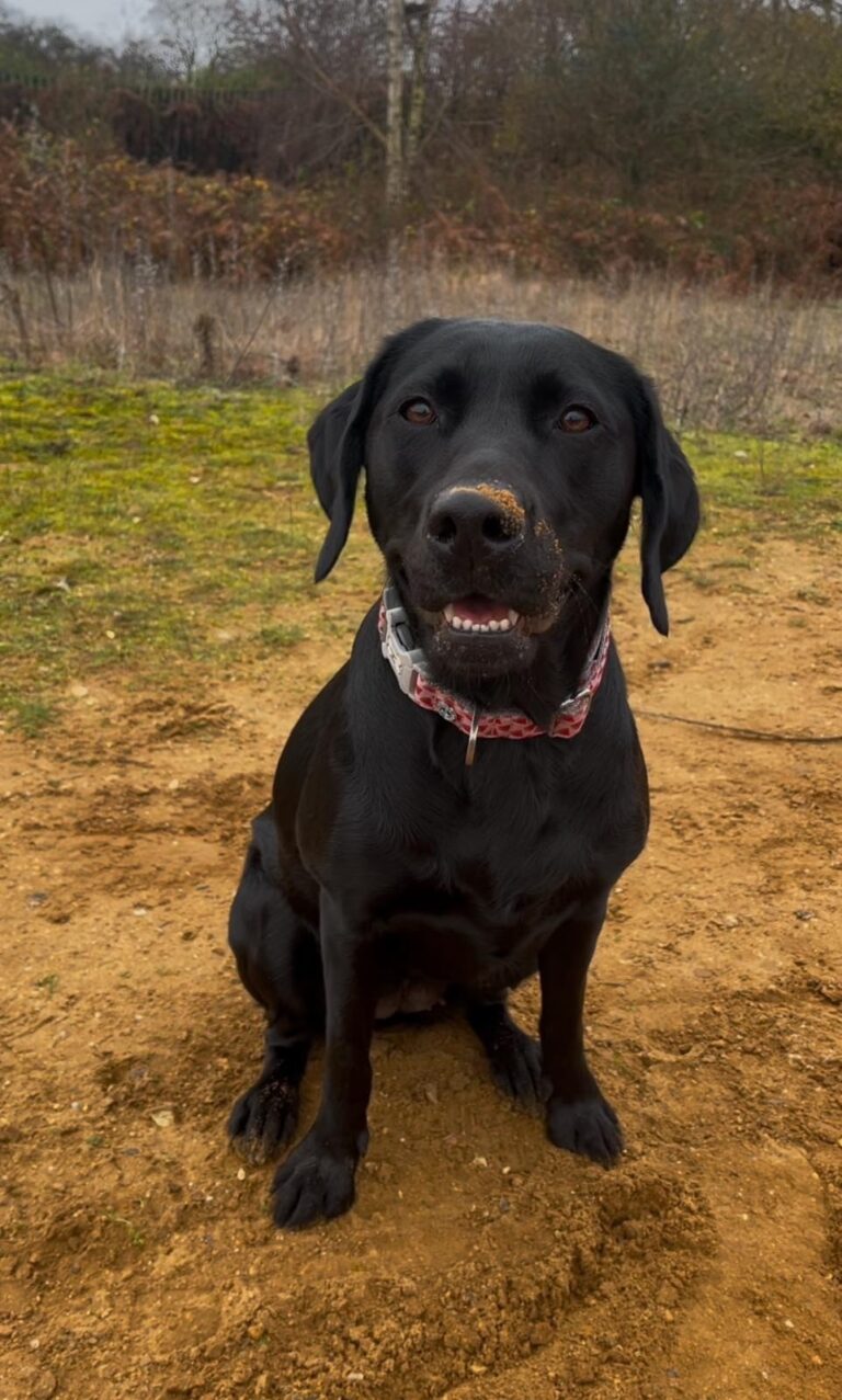 Nelly, a black Labrador, sitting on a sandy path with sand on her nose